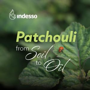 From Soil to Scent: Indesso’s Responsible Patchouli Journey